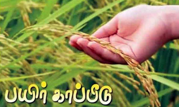 விவசாயிகளுக்கு அசத்தல் அறிவிப்பு... சம்பா பயிர் காப்பீடு செய்ய கால அவகாசம் நீட்டிப்பு