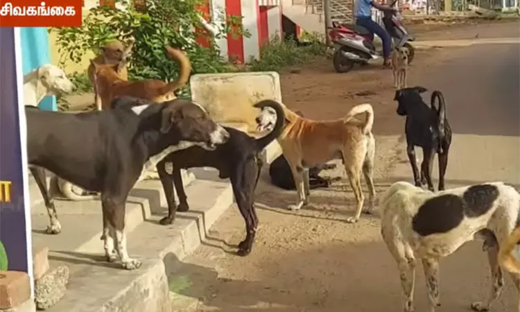 சிவகங்கையில் வட்டாட்சியரை கடித்து குதறிய தெருநாய் - அதிகாரிகளுக்கு நோட்டீஸ் சிவகங்கையில் வட்டாட்சியரை கடித்து குதறிய தெருநாய் - அதிகாரிகளுக்கு நோட்டீஸ்