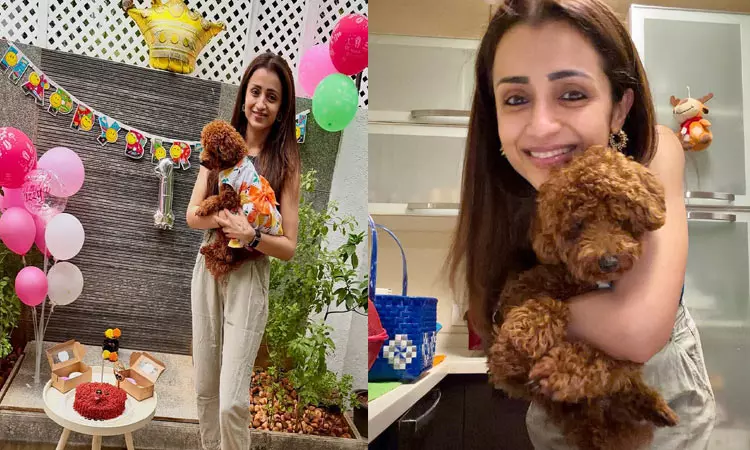 நாய்க்குட்டிக்கு கேக் வெட்டி பிறந்தநாள் கொண்டாடிய திரிஷா