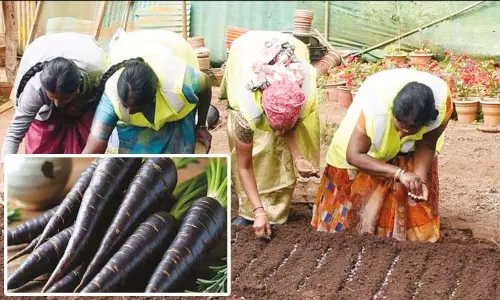 நீலகிரியில் அறிமுகமாகும் கருப்பு கேரட் - சோதனை முறையில் சாகுபடி