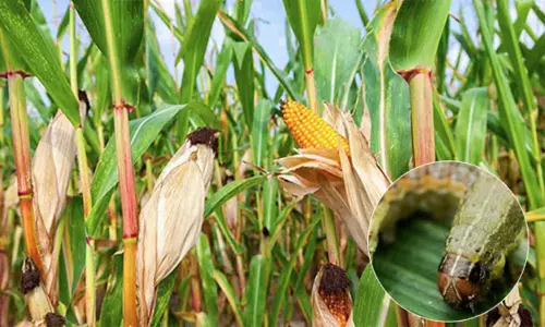 மக்காச்சோள பயிரில் அமெரிக்கன் படைப்புழு தாக்குதலை தடுப்பது எப்படி? வேளாண்மை அதிகாரி விளக்கம்