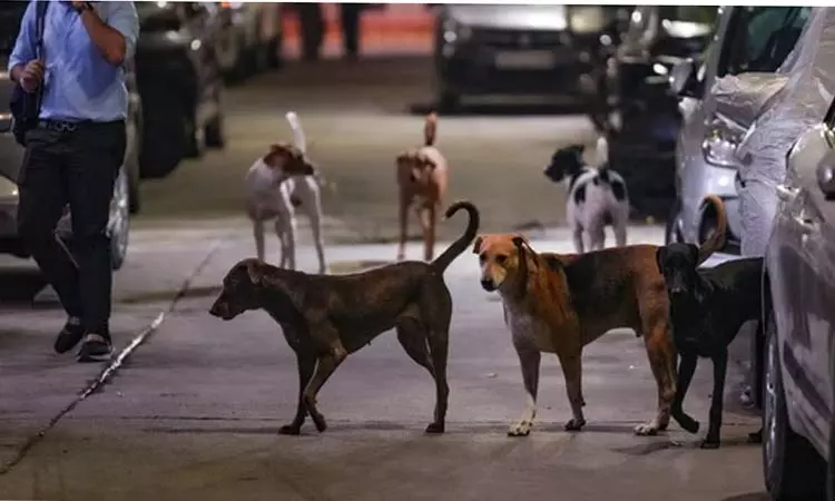 தமிழகத்தில் 5.25 லட்சம் பேர் நாய்க்கடியால் பாதிப்பு - சுகாதாரத்துறை தமிழகத்தில் 5.25 லட்சம் பேர் நாய்க்கடியால் பாதிப்பு - சுகாதாரத்துறை