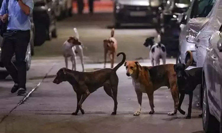 தமிழகத்தில் 5.25 லட்சம் பேர் நாய்க்கடியால்... ... இன்றைய முக்கிய செய்திகள்.. சில வரிகளில்.. 18-11-2025