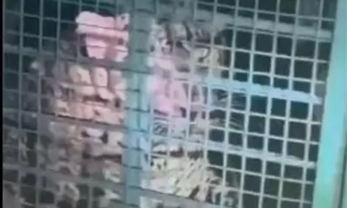 பொள்ளாச்சி அருகே வனத்துறையினருக்கு போக்கு காட்டி வந்த சிறுத்தை சிக்கியது பொள்ளாச்சி அருகே வனத்துறையினருக்கு போக்கு காட்டி வந்த சிறுத்தை சிக்கியது