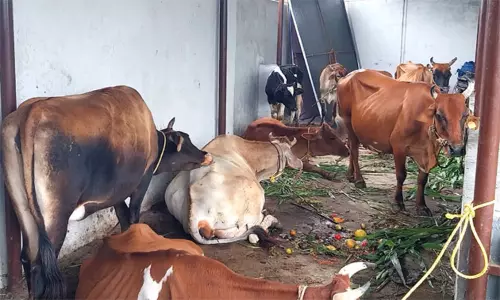 சாலைகளில் திரிந்த 36 மாடுகள் கோசாலையில் அடைப்பு:‍ தூத்துக்குடி மாநகராட்சி அதிகாரிகள் அதிரடி