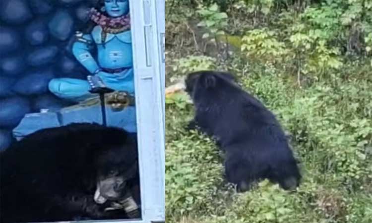 நீலகிரியில் சிவன் கோவிலுக்குள் கரடி புகுந்ததால் பரபரப்பு