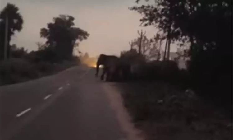 ஓசூர் வனப்பகுதியில் தஞ்சம் புகுந்த யானைக் கூட்டம் - கிராம மக்களுக்கு வனத்துறை எச்சரிக்கை