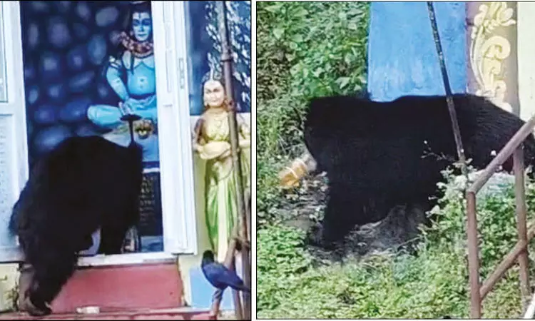 சிவன் கோவிலுக்குள் புகுந்து எண்ணெய் பாட்டிலை தூக்கி சென்ற கரடி