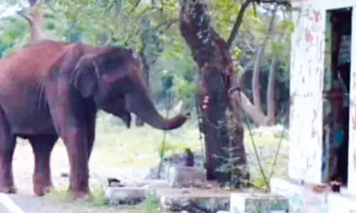 விநாயகரை வணங்கி சென்ற காட்டு யானை