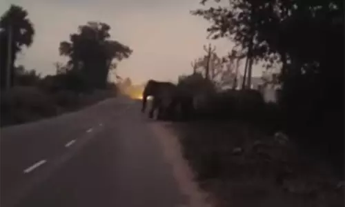 ஓசூர் வனப்பகுதியில் தஞ்சம் புகுந்த யானைக் கூட்டம் - கிராம மக்களுக்கு வனத்துறை எச்சரிக்கை