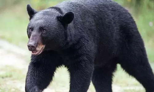 விக்கிரமசிங்கபுரம் அருகே மீண்டும் கரடி நடமாட்டம்: முதியவரை தாக்கியதால் பரபரப்பு