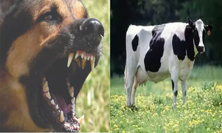 வெறிநாய் கடித்து இறந்த பசுமாட்டின் பாலை குடித்த கிராமத்தினருக்கு ரேபிஸ் தடுப்பூசி