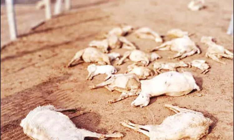 வெறிநாய்கள் கடித்து குதறியதில் 24 ஆடுகள் சாவு