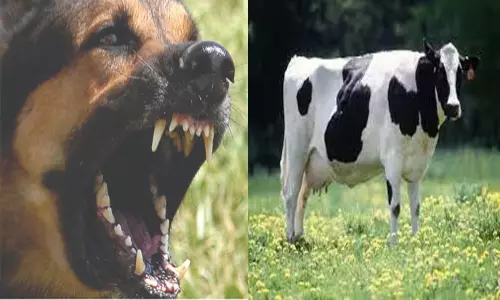 வெறிநாய் கடித்து இறந்த பசுமாட்டின் பாலை குடித்த கிராமத்தினருக்கு ரேபிஸ் தடுப்பூசி வெறிநாய் கடித்து இறந்த பசுமாட்டின் பாலை குடித்த கிராமத்தினருக்கு ரேபிஸ் தடுப்பூசி