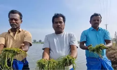 நாகையில் திடீர் கனமழை: தாளடி பயிர்கள் நீரில் மூழ்கியதால் விவசாயிகள் வேதனை நாகையில் திடீர் கனமழை: தாளடி பயிர்கள் நீரில் மூழ்கியதால் விவசாயிகள் வேதனை