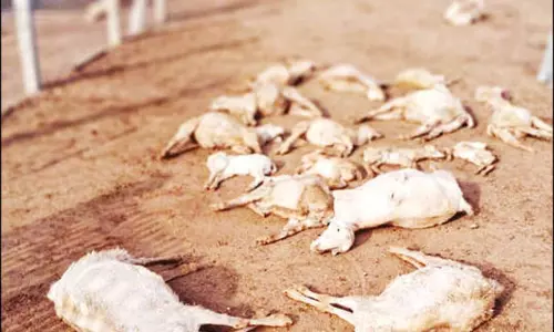 வெறிநாய்கள் கடித்து குதறியதில் 24 ஆடுகள் சாவு