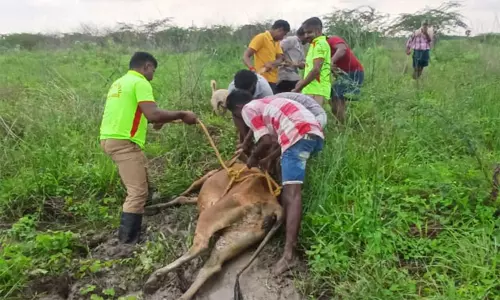 குட்டை சகதியில் சிக்கித்தவித்த சினைப்பசு மாடு மீட்பு: தீயணைப்பு வீரர்களுக்கு மக்கள் பாராட்டு குட்டை சகதியில் சிக்கித்தவித்த சினைப்பசு மாடு மீட்பு: தீயணைப்பு வீரர்களுக்கு மக்கள் பாராட்டு