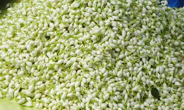 முகூர்த்த நாள் மற்றும் வரத்து குறைவால் மல்லிகைப்பூ... ... இன்றைய முக்கிய செய்திகள்.. சில வரிகளில்.. 22-11-2025 முகூர்த்த நாள் மற்றும் வரத்து குறைவால் மல்லிகைப்பூ... ... இன்றைய முக்கிய செய்திகள்.. சில வரிகளில்.. 22-11-2025