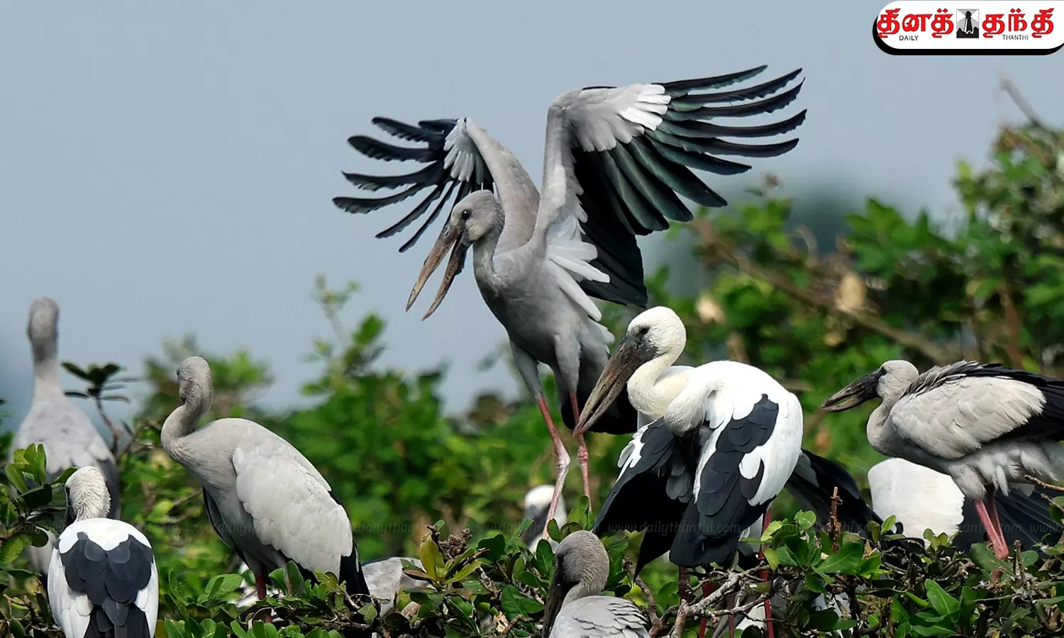 கடல் கடந்து வந்து வேடந்தாங்கலில் குவிந்துள்ள வெளிநாட்டு பறவைகளின் புகைப்படங்கள்!