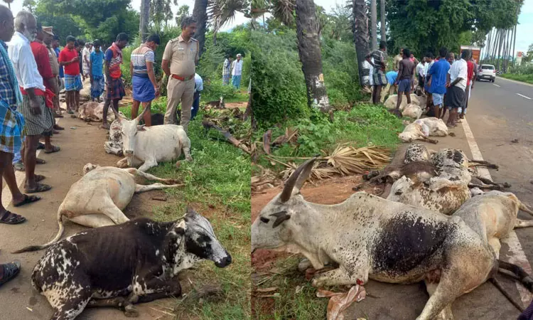 தென்காசி: செங்கல் லாரி மோதி 11 மாடுகள் உயிரிழப்பு