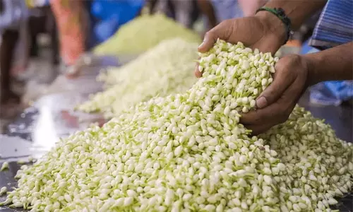 ஒரே நாளில் கிலோவுக்கு ரூ.1,500 உயர்ந்த மல்லிகை பூ விலை.. விவசாயிகள் மகிழ்ச்சி ஒரே நாளில் கிலோவுக்கு ரூ.1,500 உயர்ந்த மல்லிகை பூ விலை.. விவசாயிகள் மகிழ்ச்சி