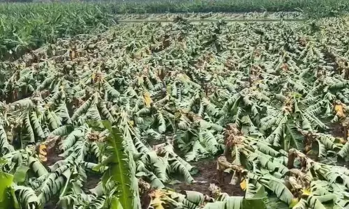 நெல்லை: சூறைக்காற்றால் சாய்ந்த 1.50 லட்சம் வாழை மரங்கள் - விவசாயிகள் வேதனை