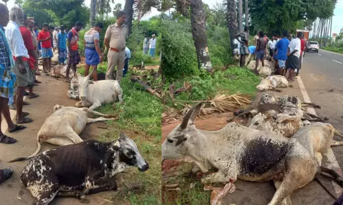 தென்காசி: செங்கல் லாரி மோதி 11 மாடுகள் உயிரிழப்பு