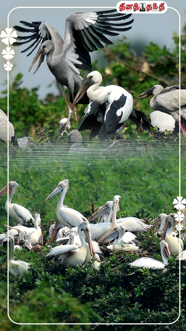 கடல் கடந்து வந்து வேடந்தாங்கலில் குவிந்துள்ள வெளிநாட்டு பறவைகளின் புகைப்படங்கள்!