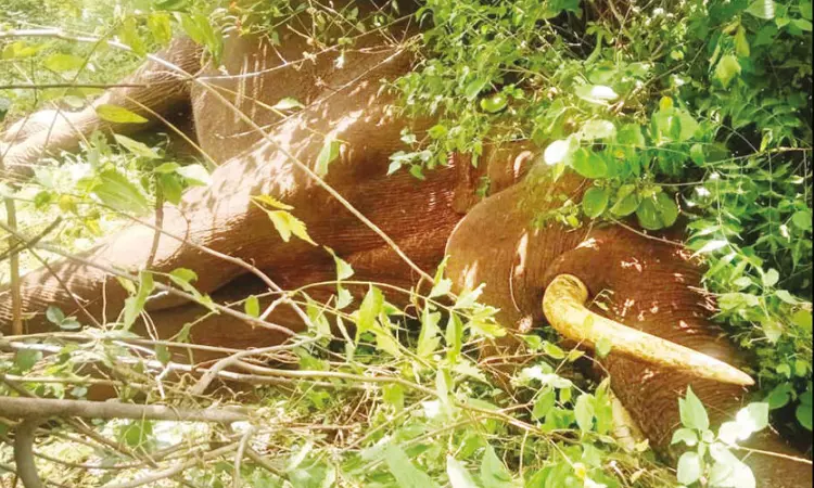 கோவை: வனப்பகுதியில் இறந்து கிடந்த காட்டு யானை கோவை: வனப்பகுதியில் இறந்து கிடந்த காட்டு யானை