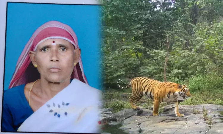 புலி தாக்கியதில் பழங்குடியின பெண் பலி: ஆடு மேய்க்க சென்றபோது நேர்ந்த சோகம்