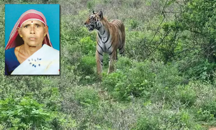 ஊட்டி: ஆடு மேய்த்துக் கொண்டிருந்த பெண்ணை கொன்ற... ... இன்றைய முக்கிய செய்திகள்.. சில வரிகளில்.. 25-11-2025