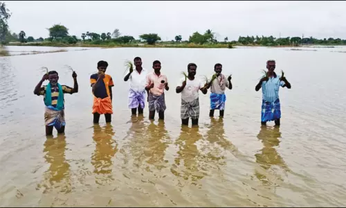 கொட்டித்தீர்த்த கனமழை: திருவாரூரில் 20,000 ஏக்கர் சம்பா, தாளடி பயிர்கள் சேதம்