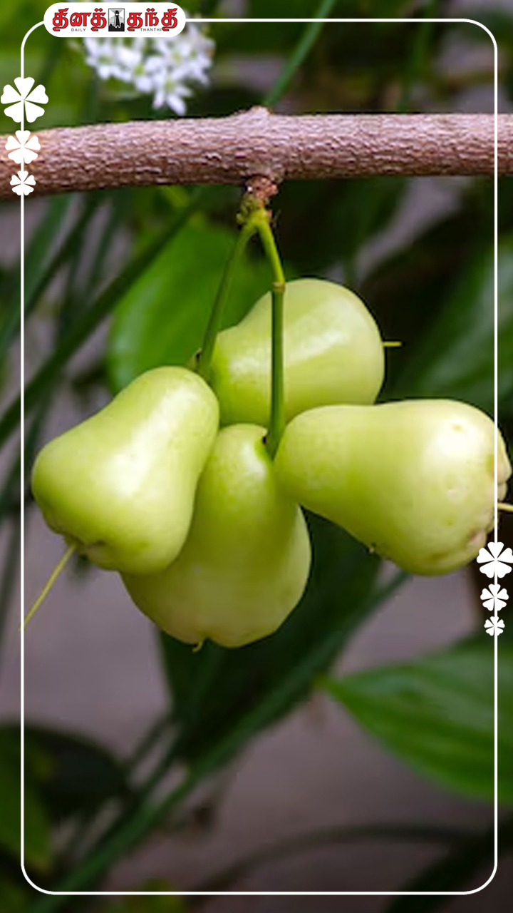 சுவை கம்மிதான் ஆனால்...பலன் பல மடங்கு அதிகம்.!!