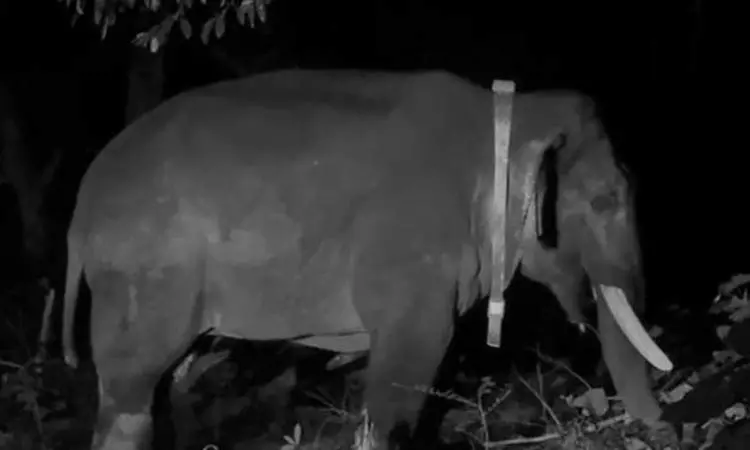 கோவையில் மக்களை அச்சுறுத்தி பிடிபட்ட ரோலக்ஸ் யானை உயிரிழப்பு