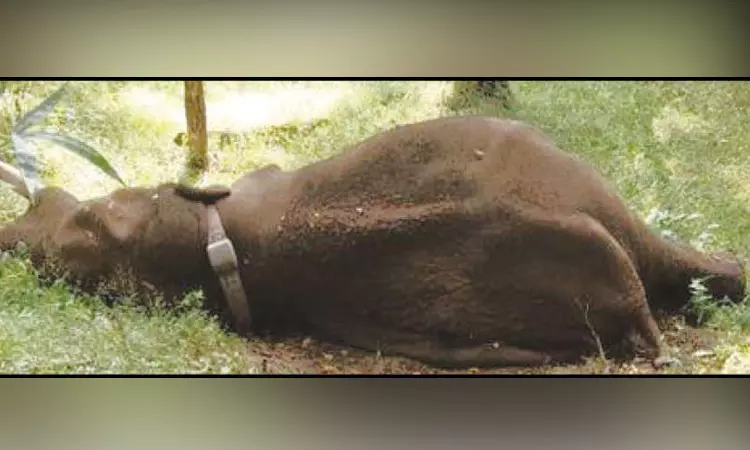 கோவை: தண்ணீர் குடிக்க சென்ற ‘ரோலக்ஸ்’ காட்டு யானை உயிரிழப்பு கோவை: தண்ணீர் குடிக்க சென்ற ‘ரோலக்ஸ்’ காட்டு யானை உயிரிழப்பு