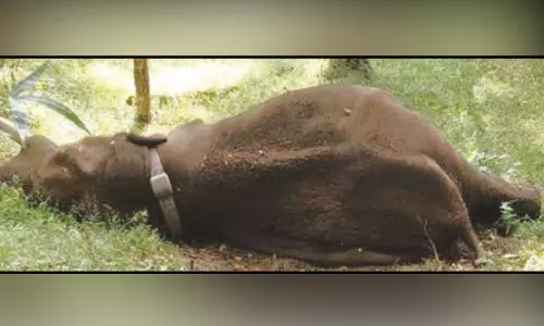 கோவை: தண்ணீர் குடிக்க சென்ற ‘ரோலக்ஸ்’ காட்டு யானை உயிரிழப்பு