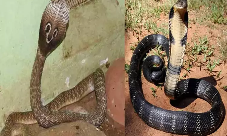 பாம்பு கடித்தால் என்ன செய்ய வேண்டும்.? - மருத்துவர்கள் கூறுவது என்ன.?