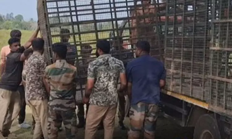 உதகை அருகே ஆட்கொல்லிப் புலியைப் பிடிக்க 5 கூண்டுகள் அமைப்பு உதகை அருகே ஆட்கொல்லிப் புலியைப் பிடிக்க 5 கூண்டுகள் அமைப்பு