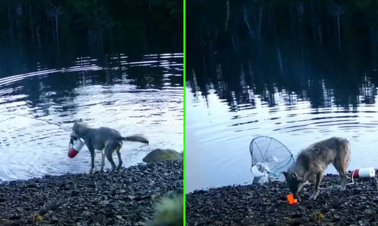 முதன்முறையாக... நீருக்குள் வைத்த பொறியில் சிக்கிய நண்டை லாவகத்துடன் இரையாக்கிய ஓநாய்; வைரலான வீடியோ