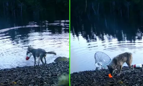 முதன்முறையாக... நீருக்குள் வைத்த பொறியில் சிக்கிய நண்டை லாவகத்துடன் இரையாக்கிய ஓநாய்; வைரலான வீடியோ
