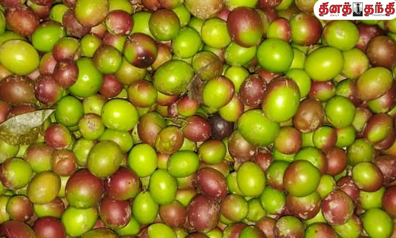 தோற்றம் சிறிது..ஆனால் பலன் பல மடங்கு.!!