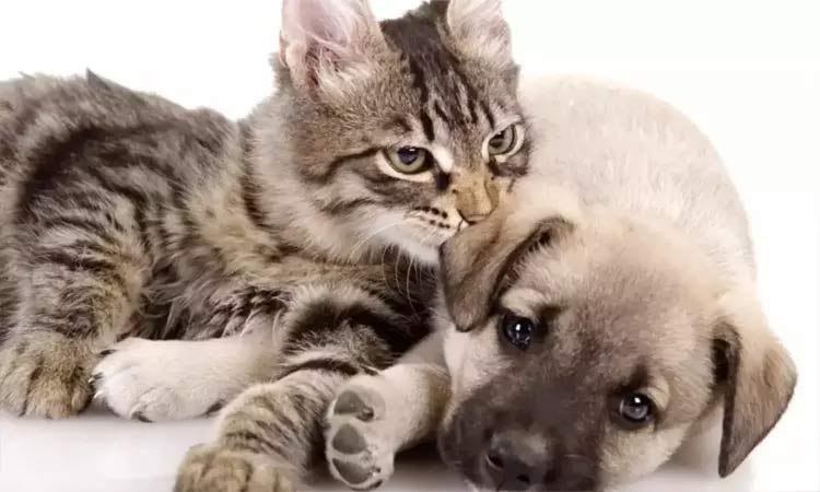 சென்னை: செல்லப்பிராணிகளுக்கு உரிமம் பெறுவதற்கான கால அவகாசம் நீட்டிப்பு