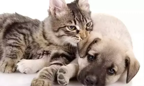 சென்னை: செல்லப்பிராணிகளுக்கு உரிமம் பெறுவதற்கான கால அவகாசம் நீட்டிப்பு