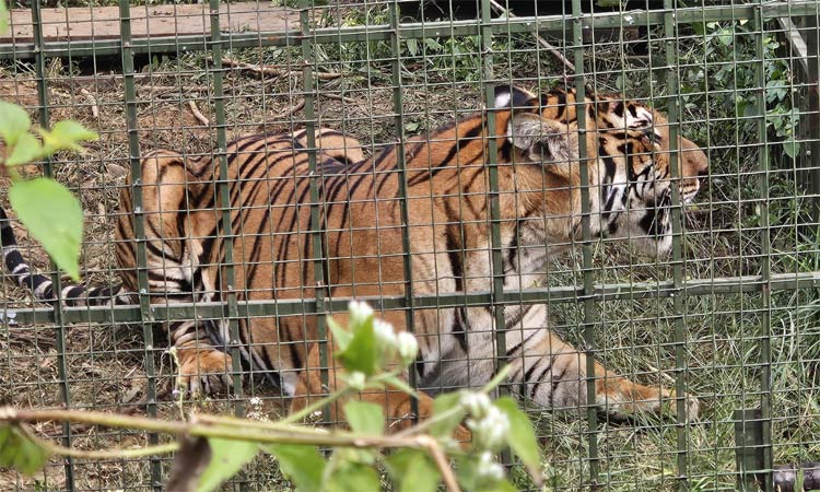 நீலகிரி: 4 மாதங்களாக பொதுமக்களை அச்சுறுத்திய புலி கூண்டில் சிக்கியது...!