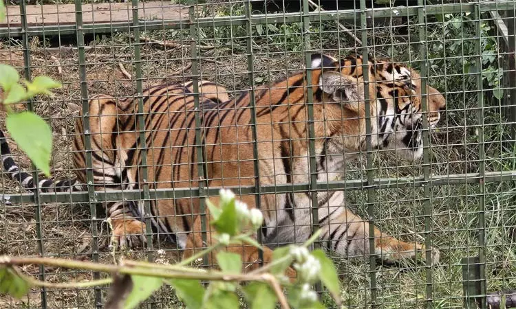 நீலகிரி: 4 மாதங்களாக பொதுமக்களை அச்சுறுத்திய புலி கூண்டில் சிக்கியது...!