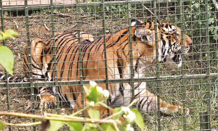 நீலகிரி: கால்நடைகளை கொன்று அட்டகாசம் செய்த புலி, கூண்டில் சிக்கியது