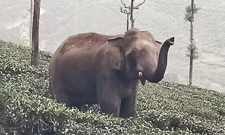வால்பாறை: தேயிலை தோட்டத்தில் புகுந்த காட்டு யானை