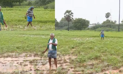 நெல்லையில் தொடர் மழை: உளுந்து பயிர்கள் நீரில் மூழ்கி சேதம் - விவசாயிகள் வேதனை நெல்லையில் தொடர் மழை: உளுந்து பயிர்கள் நீரில் மூழ்கி சேதம் - விவசாயிகள் வேதனை