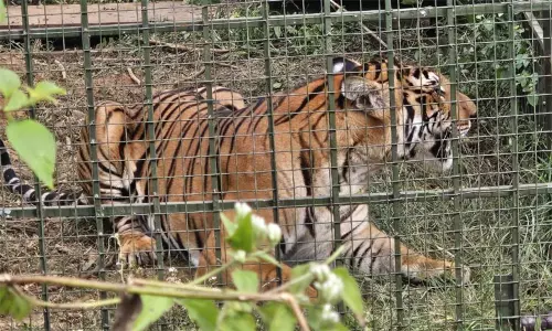 நீலகிரி: 4 மாதங்களாக பொதுமக்களை அச்சுறுத்திய புலி கூண்டில் சிக்கியது...! நீலகிரி: 4 மாதங்களாக பொதுமக்களை அச்சுறுத்திய புலி கூண்டில் சிக்கியது...!