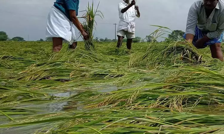 திருவாரூரில் மழையால் பாதிக்கப்பட்ட நெற்பயிர்களை கணக்கெடுக்கும் பணி நாளை தொடக்கம்
